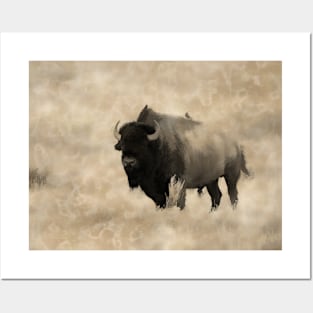 American Buffalo  -  Plains Bison Posters and Art